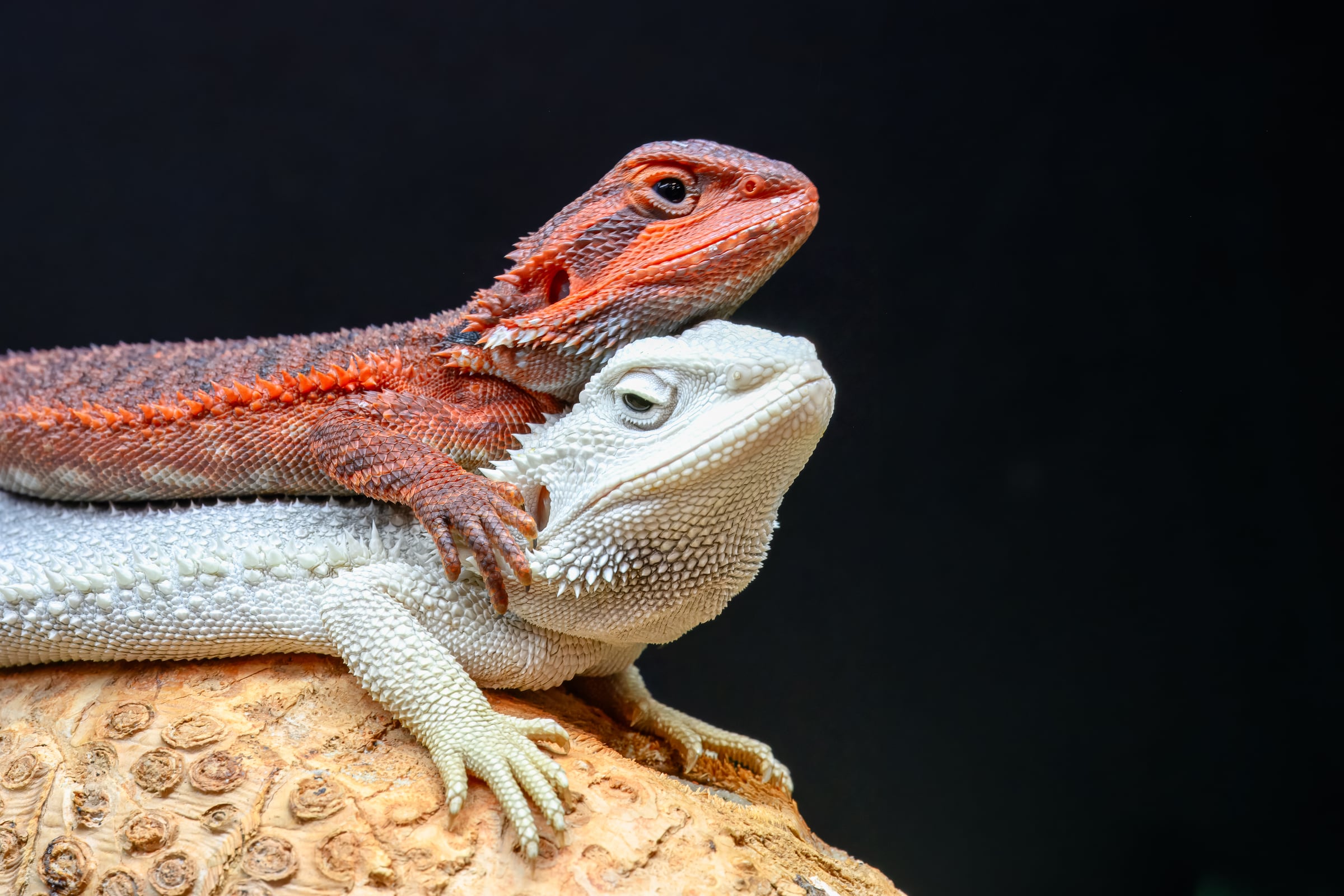 A red and a pale bearded dragon resting together on a rock.