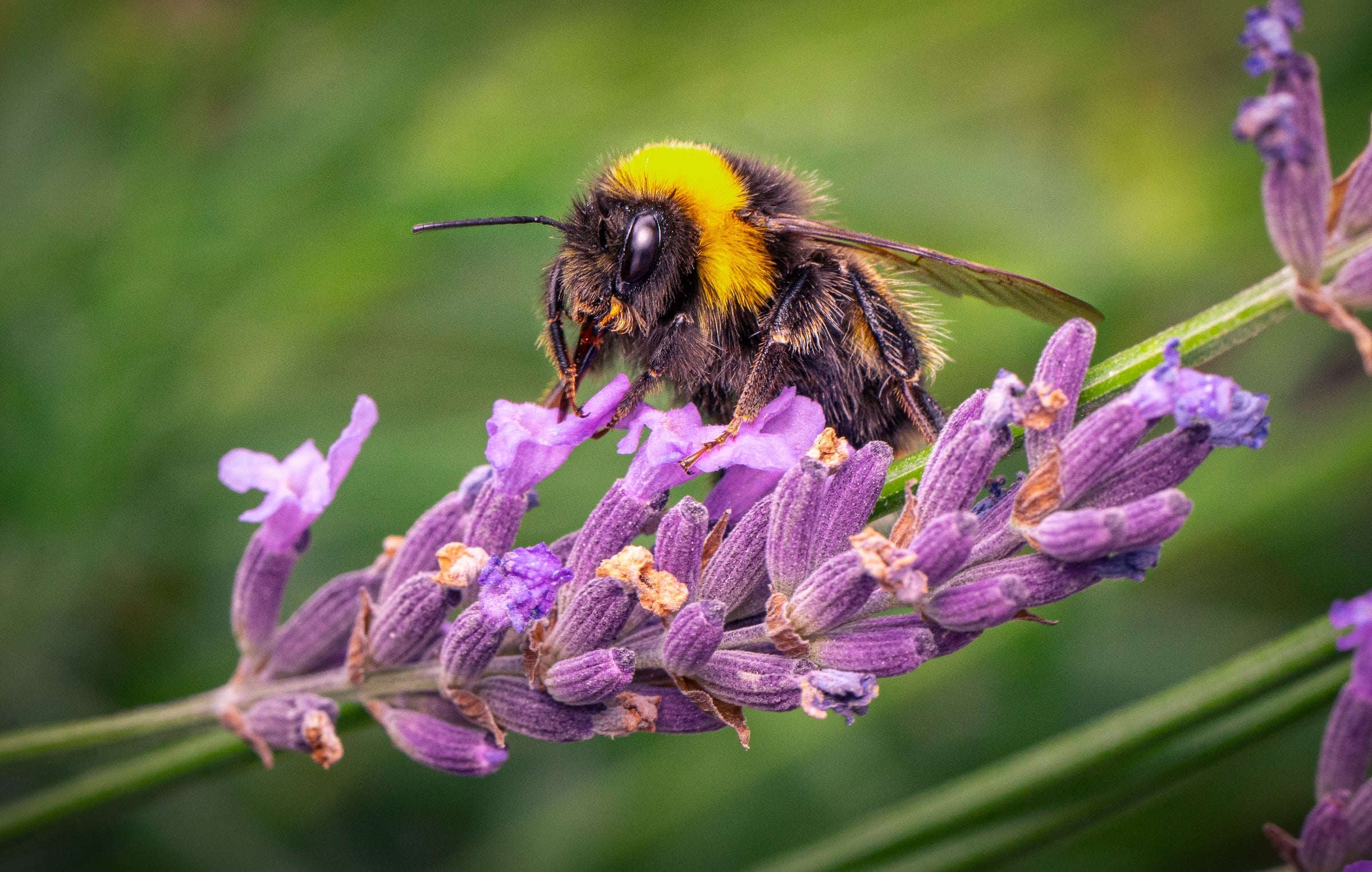 A bumblebee feeding on a purple lavender flower against a green background.